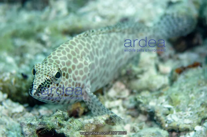  : 80197177 Honeycomb Grouper - on sand Karang Barasadi