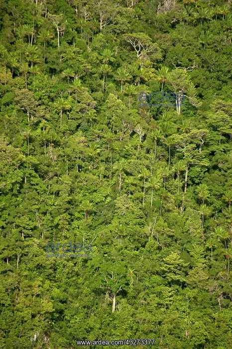 : 80197179 Rainforest - trees on island by coast : 80197179 Rainforest - trees on island by coast