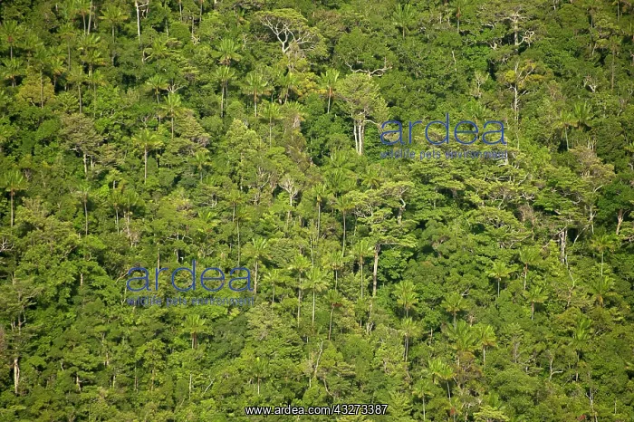 : 80197180 Rainforest - trees on island by coast Raja : 80197180 Rainforest - trees on island by coast Raja
