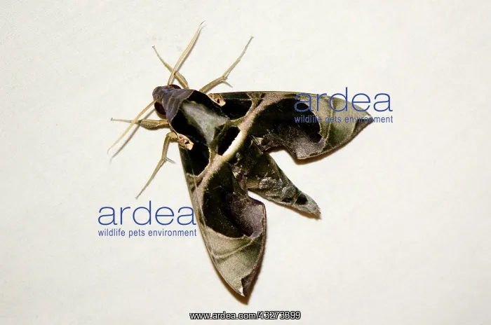 : 80197181 Hawk moth Raja Ampat (4 Kings) area, West : 80197181 Hawk moth Raja Ampat (4 Kings) area, West