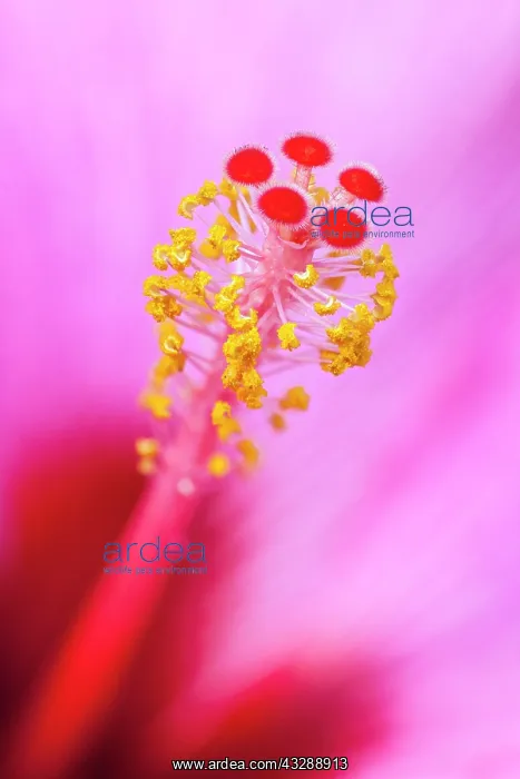 : 80197182 Hibiscus Style - with stigma and anthers : 80197182 Hibiscus Style - with stigma and anthers