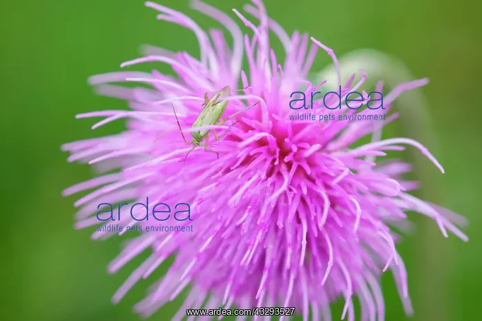 : 80197189 Black Kneed Capsid - on Meadow Thistle : 80197189 Black Kneed Capsid - on Meadow Thistle