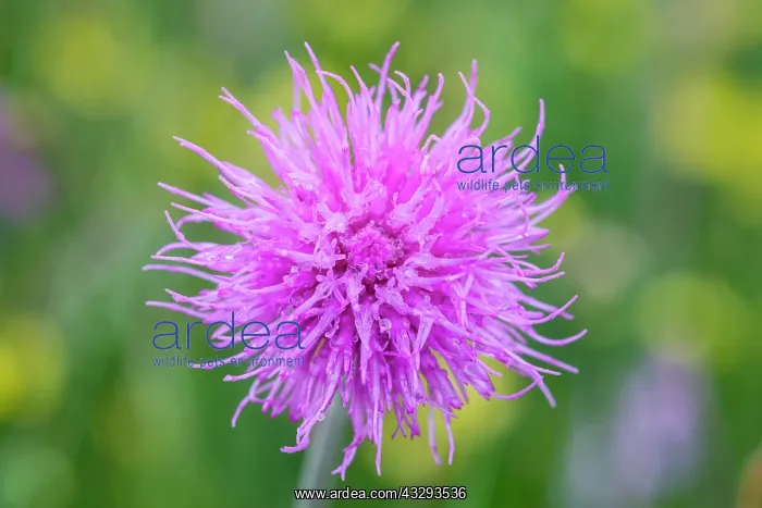 : 80197190 Meadow Thistle - with raindrops Norfolk : 80197190 Meadow Thistle - with raindrops Norfolk