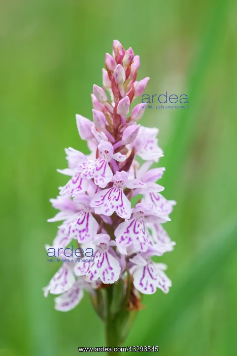 : 80197191 Heath Spotted Orchid Norfolk, UK Dactylorhiza : 80197191 Heath Spotted Orchid Norfolk, UK Dactylorhiza