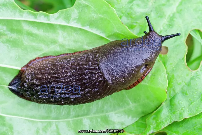 : 80197192 Black Slug on vegetable leaves Norfolk : 80197192 Black Slug on vegetable leaves Norfolk
