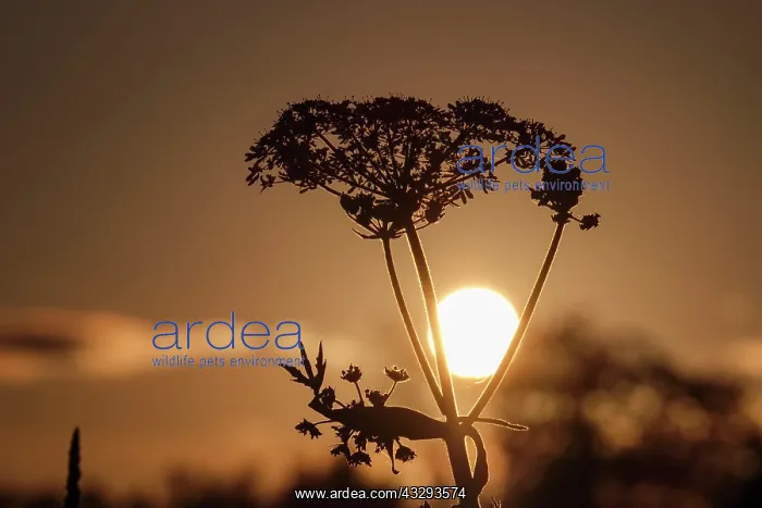: 80197194 Umbellifer - sillhouetted against setting : 80197194 Umbellifer - sillhouetted against setting