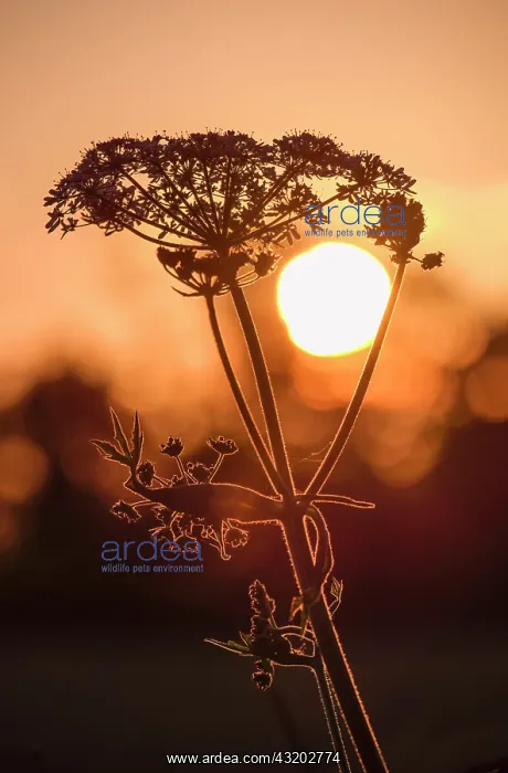 : 80197196 Umbellifer - sillhouetted against setting : 80197196 Umbellifer - sillhouetted against setting