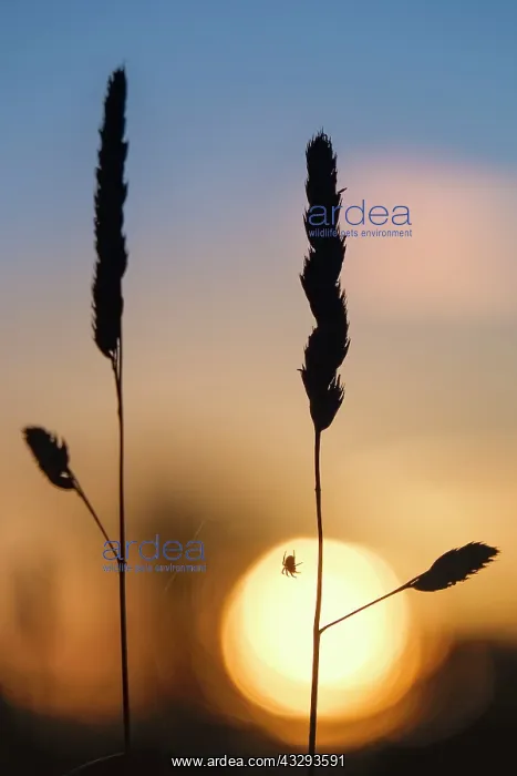 : 80197197 Garden Spider - on grass with setting sun : 80197197 Garden Spider - on grass with setting sun