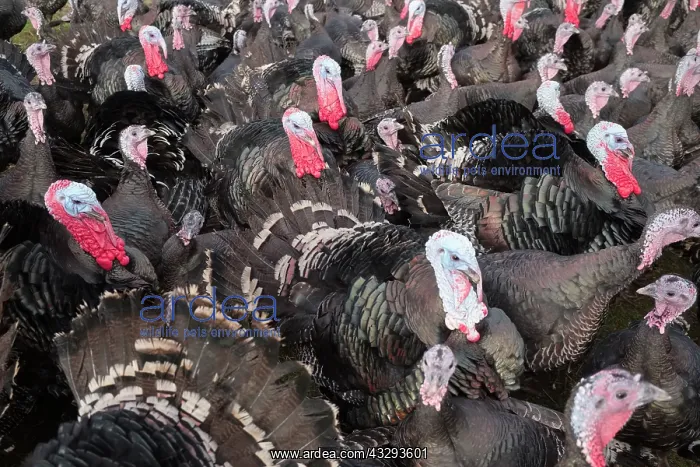 : 80197198 Norfolk Black Turkeys Norfolk, UK Meleagris : 80197198 Norfolk Black Turkeys Norfolk, UK Meleagris