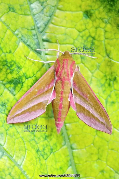  : 80197199 Elephant Hawk Moth Norfolk, UK Deilephila