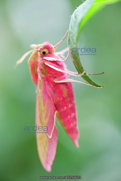 : 80197200 Elephant Hawk Moth Norfolk, UK Deilephila : 80197200 Elephant Hawk Moth Norfolk, UK Deilephila