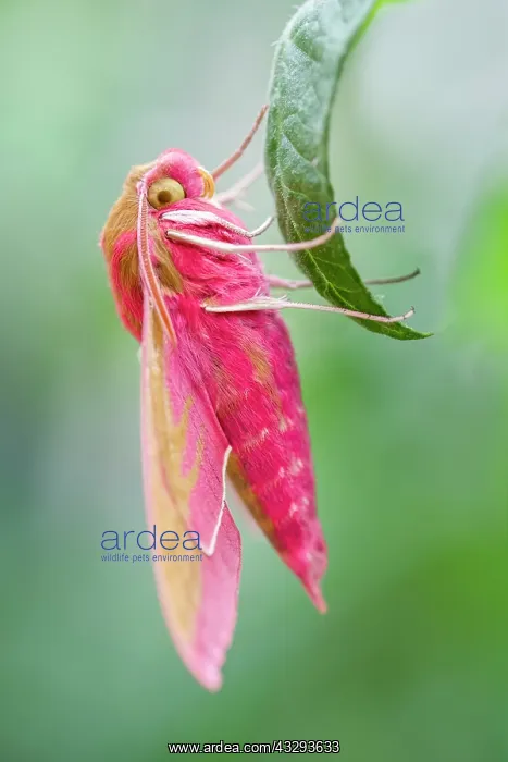 : 80197201 Elephant Hawk Moth Norfolk, UK Deilephila : 80197201 Elephant Hawk Moth Norfolk, UK Deilephila