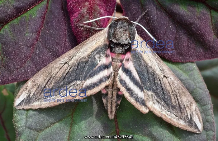 : 80197202 Privet Hawk Moth - resting on leaves Norfolk : 80197202 Privet Hawk Moth - resting on leaves Norfolk