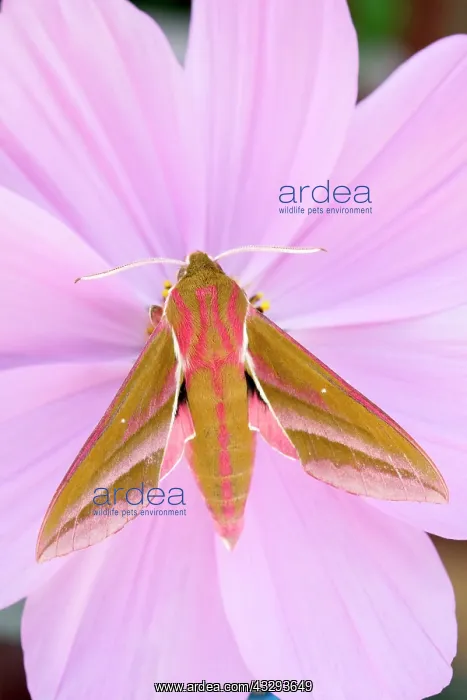: 80197203 Elephant Hawk Moth - on Cosmos flower Norfolk : 80197203 Elephant Hawk Moth - on Cosmos flower Norfolk