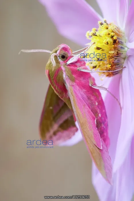 : 80197204 Elephant Hawk Moth - on Cosmos flower Norfolk : 80197204 Elephant Hawk Moth - on Cosmos flower Norfolk