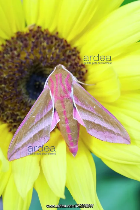 : 80197205 Elephant Hawk Moth - on sunflower Norfolk : 80197205 Elephant Hawk Moth - on sunflower Norfolk