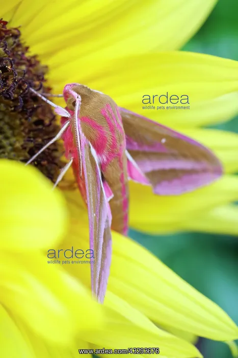 : 80197206 Elephant Hawk Moth - on sunflower Norfolk : 80197206 Elephant Hawk Moth - on sunflower Norfolk