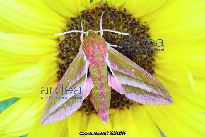 : 80197207 Elephant Hawk Moth - on sunflower Norfolk : 80197207 Elephant Hawk Moth - on sunflower Norfolk