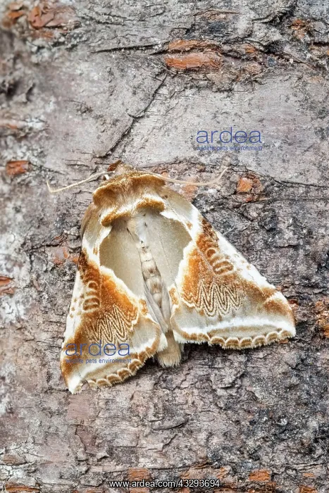: 80197208 Buff Arches Moth - resting on tree trunk : 80197208 Buff Arches Moth - resting on tree trunk