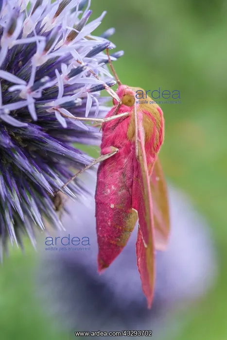 : 80197209 Elephant Hawk Moth - on Globe Thistle Norfolk : 80197209 Elephant Hawk Moth - on Globe Thistle Norfolk