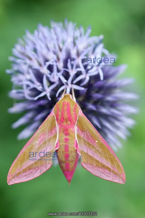 : 80197210 Elephant Hawk Moth - on Globe Thistle Norfolk : 80197210 Elephant Hawk Moth - on Globe Thistle Norfolk