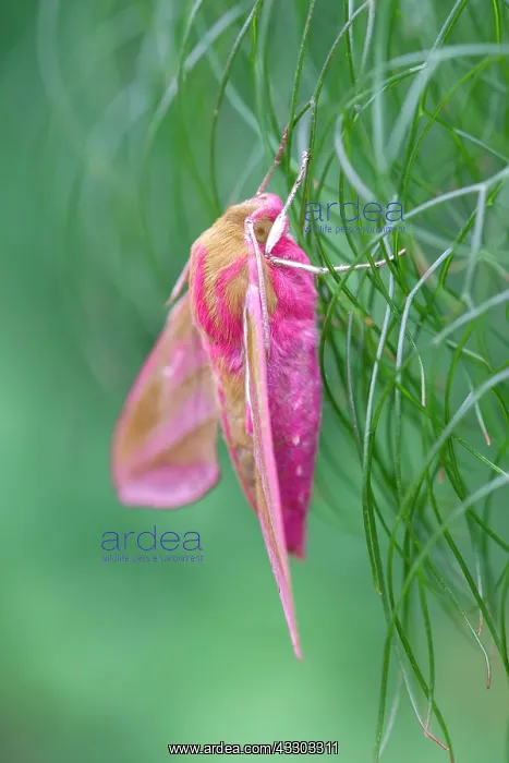 : 80197211 Elephant Hawk Moth - on fennel leaves Norfolk : 80197211 Elephant Hawk Moth - on fennel leaves Norfolk