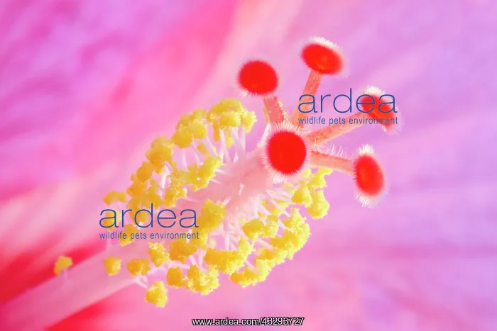 : 80197214 Hibiscus Style - with stigma and anthers : 80197214 Hibiscus Style - with stigma and anthers