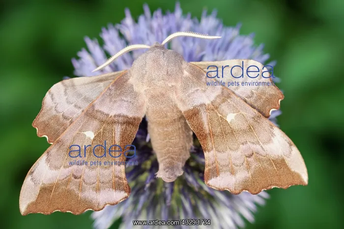 : 80197215 Poplar Hawk Moth - on Globe Thistle Norfolk : 80197215 Poplar Hawk Moth - on Globe Thistle Norfolk