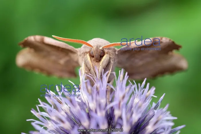 : 80197216 Poplar Hawk Moth - on Globe Thistle Norfolk : 80197216 Poplar Hawk Moth - on Globe Thistle Norfolk