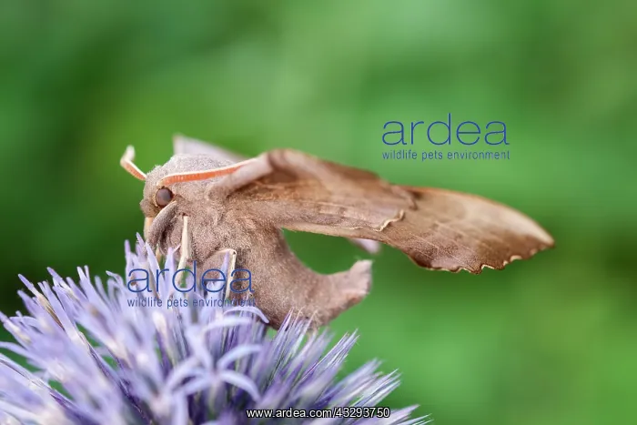 : 80197217 Poplar Hawk Moth - on Globe Thistle Norfolk : 80197217 Poplar Hawk Moth - on Globe Thistle Norfolk