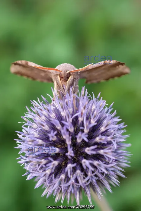: 80197218 Poplar Hawk Moth - on Globe Thistle Norfolk : 80197218 Poplar Hawk Moth - on Globe Thistle Norfolk