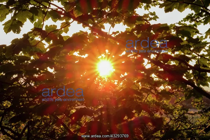 : 80197219 Sun Starburst - through Chestnut Leaves : 80197219 Sun Starburst - through Chestnut Leaves