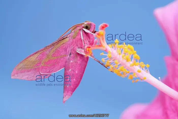 : 80197220 Elephant Hawk Moth - on Hibiscus flower : 80197220 Elephant Hawk Moth - on Hibiscus flower