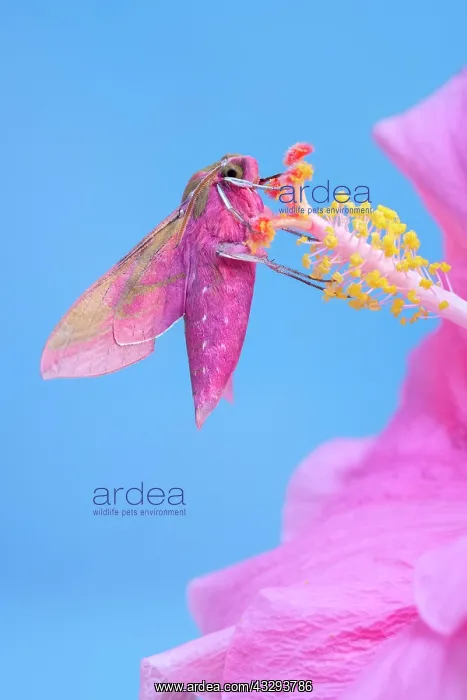 : 80197221 Elephant Hawk Moth - on Hibiscus style : 80197221 Elephant Hawk Moth - on Hibiscus style