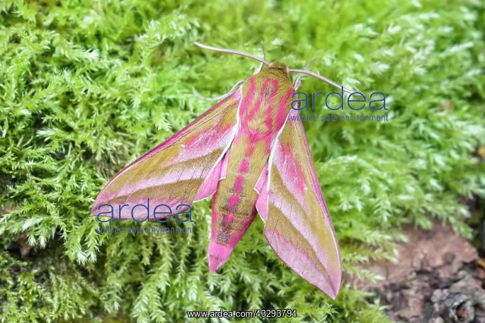 : 80197222 Elephant Hawk Moth - on mossy tree trunk : 80197222 Elephant Hawk Moth - on mossy tree trunk