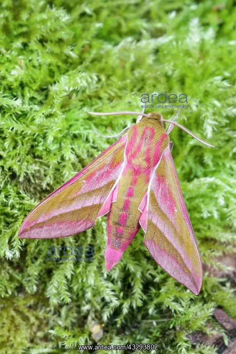 : 80197223 Elephant Hawk Moth - on mossy tree trunk : 80197223 Elephant Hawk Moth - on mossy tree trunk