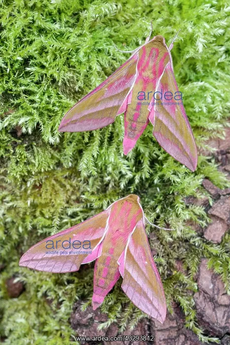 : 80197224 Elephant Hawk Moths - on mossy tree trunk : 80197224 Elephant Hawk Moths - on mossy tree trunk