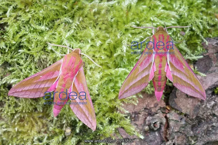 : 80197225 Elephant Hawk Moths - on mossy tree trunk : 80197225 Elephant Hawk Moths - on mossy tree trunk