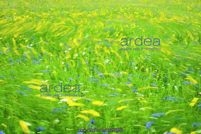 : 80197226 Cultivated Flower Meadow - in wind Norfolk : 80197226 Cultivated Flower Meadow - in wind Norfolk
