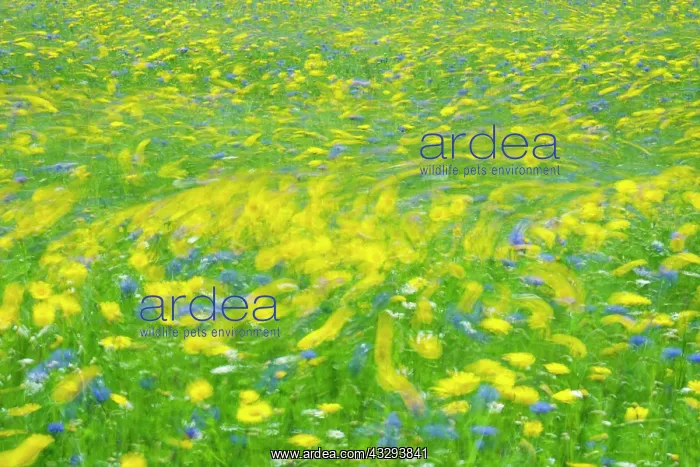 : 80197227 Cultivated Flower Meadow - in wind Norfolk : 80197227 Cultivated Flower Meadow - in wind Norfolk