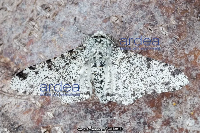 : 80197228 Peppered Moth - resting on tree trunk - : 80197228 Peppered Moth - resting on tree trunk -