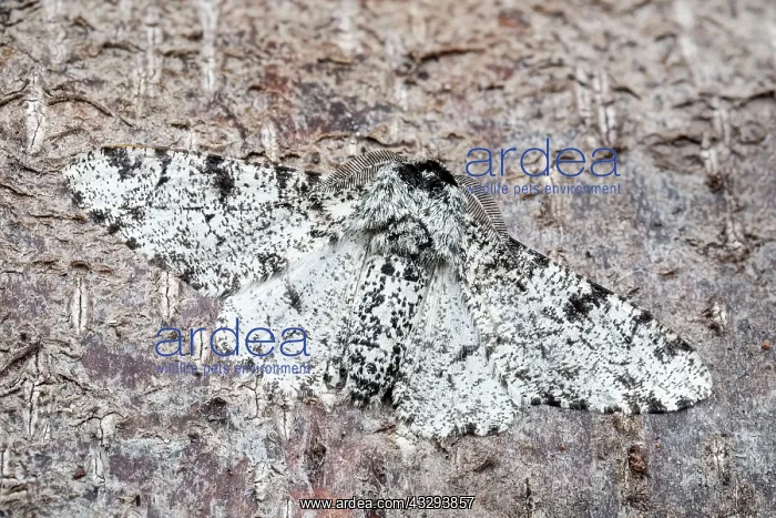 : 80197229 Peppered Moth - resting on tree trunk - : 80197229 Peppered Moth - resting on tree trunk -