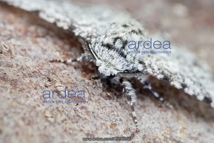 : 80197230 Peppered Moth - resting on tree trunk - : 80197230 Peppered Moth - resting on tree trunk -