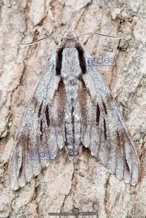 : 80197231 Pine Hawk Moth - resting on pine trunk : 80197231 Pine Hawk Moth - resting on pine trunk