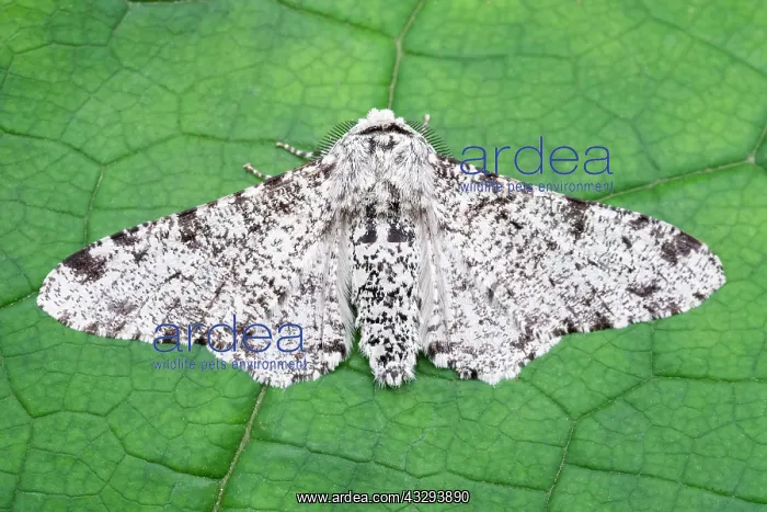 : 80197233 Peppered Moth - resting on leaf - typica : 80197233 Peppered Moth - resting on leaf - typica