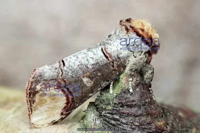 : 80197234 Buff-tip Moth - camouflaged on Birch twig : 80197234 Buff-tip Moth - camouflaged on Birch twig