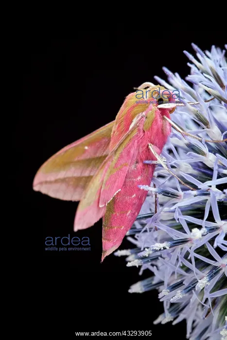 : 80197235 Elephant Hawk Moth - on Globe Thistle Norfolk : 80197235 Elephant Hawk Moth - on Globe Thistle Norfolk