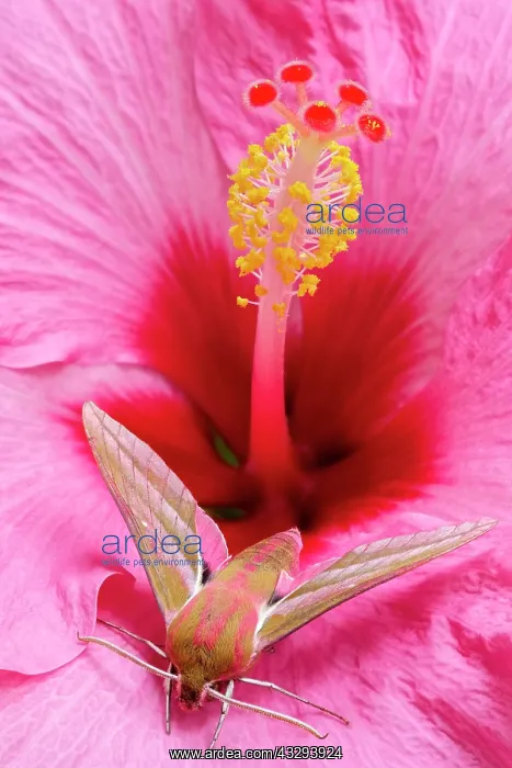 : 80197237 Elephant Hawk Moth - on Hibiscus flower : 80197237 Elephant Hawk Moth - on Hibiscus flower