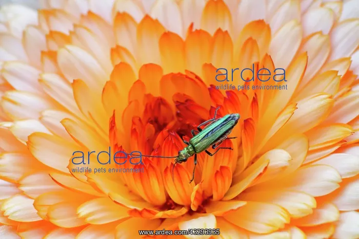 : 80197238 Swollen-thighed Beetle - female on Calendula : 80197238 Swollen-thighed Beetle - female on Calendula