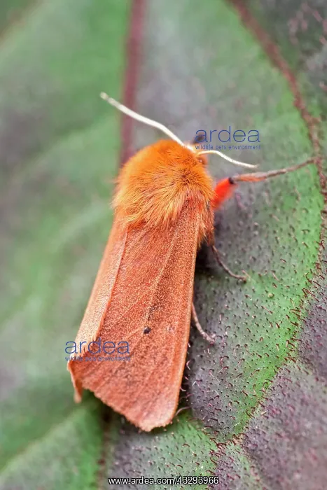 : 80197241 Ruby Tiger - resting on leaf Norfolk, UK : 80197241 Ruby Tiger - resting on leaf Norfolk, UK